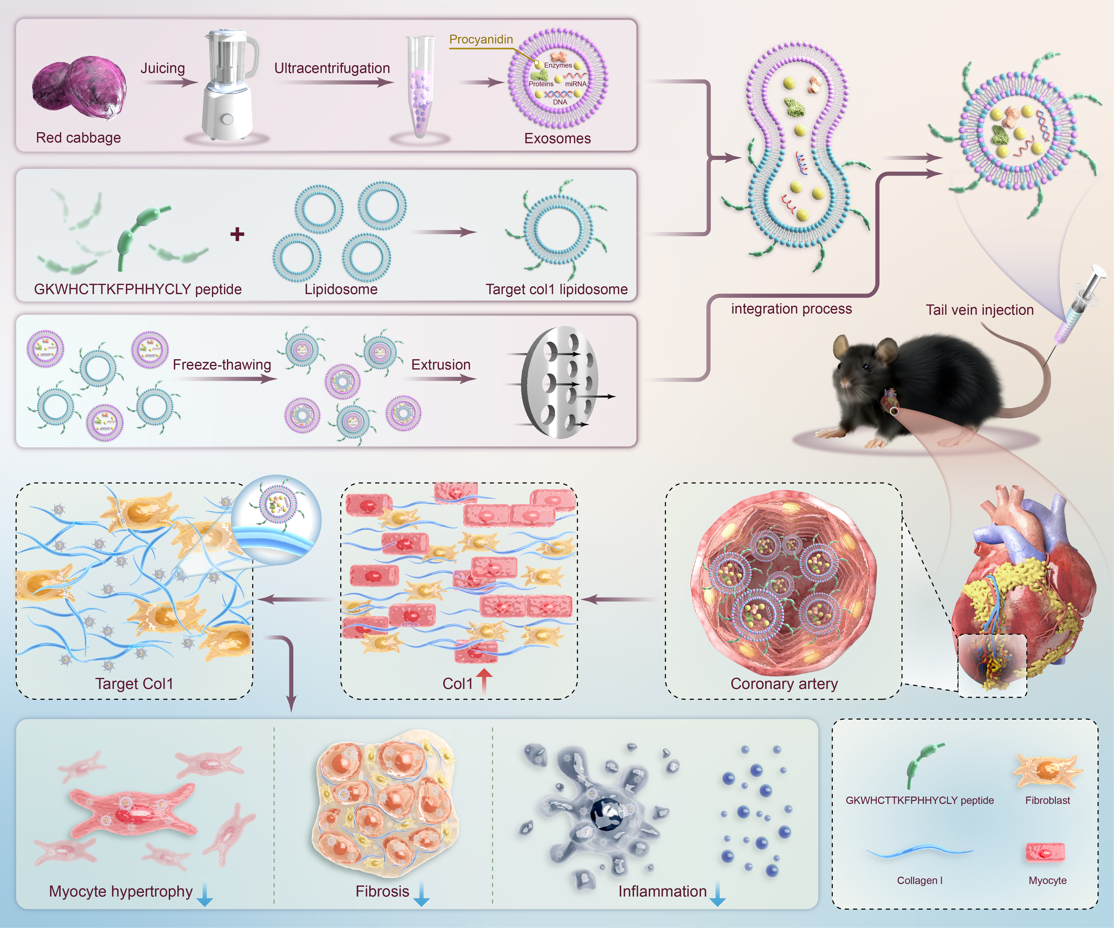 从紫甘蓝中提取高纯度外泌体 并通过工程化改造 实现对急性心肌梗死的靶向治疗.jpg